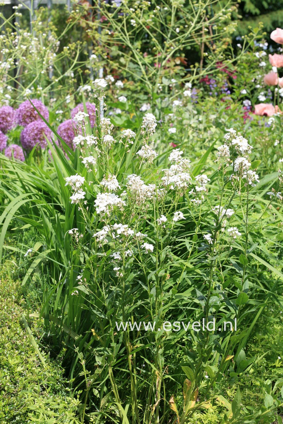 Hesperis matronalis 'Alba'
