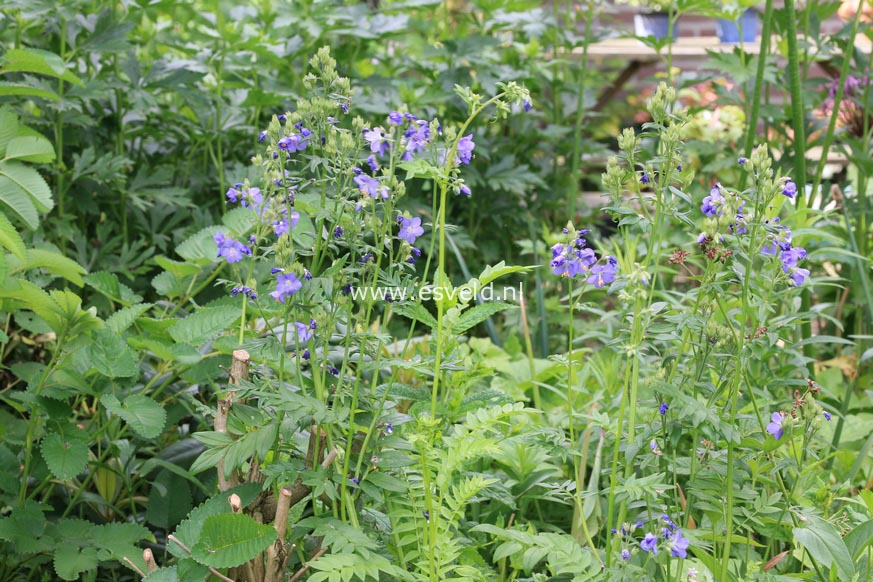 Polemonium caeruleum