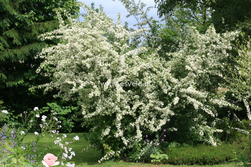 Pyracantha 'Soleil d'Or'