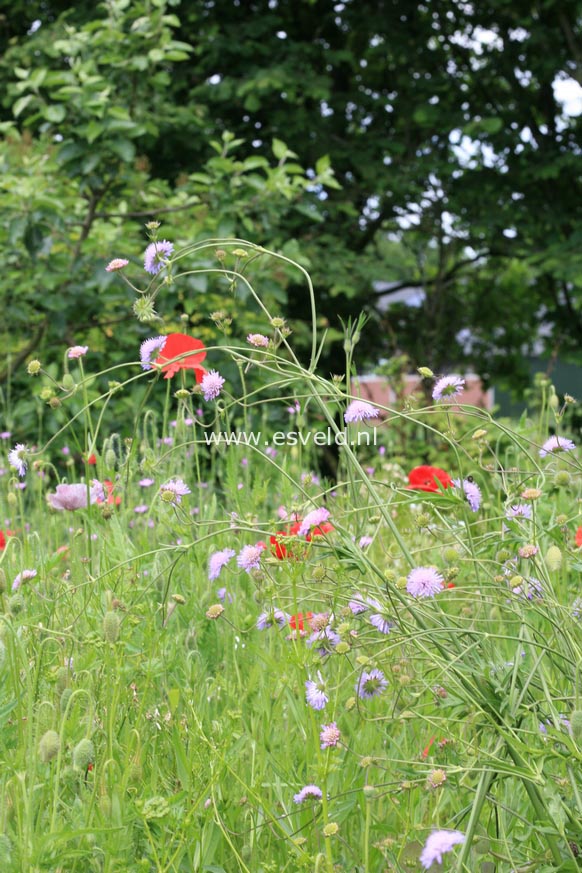 Knautia arvensis