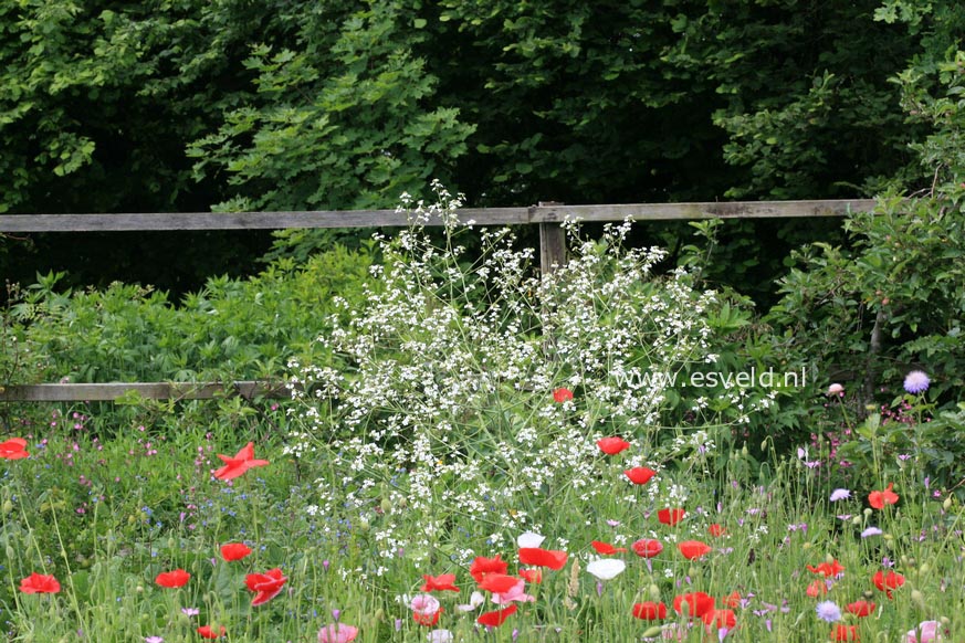 Crambe cordifolia