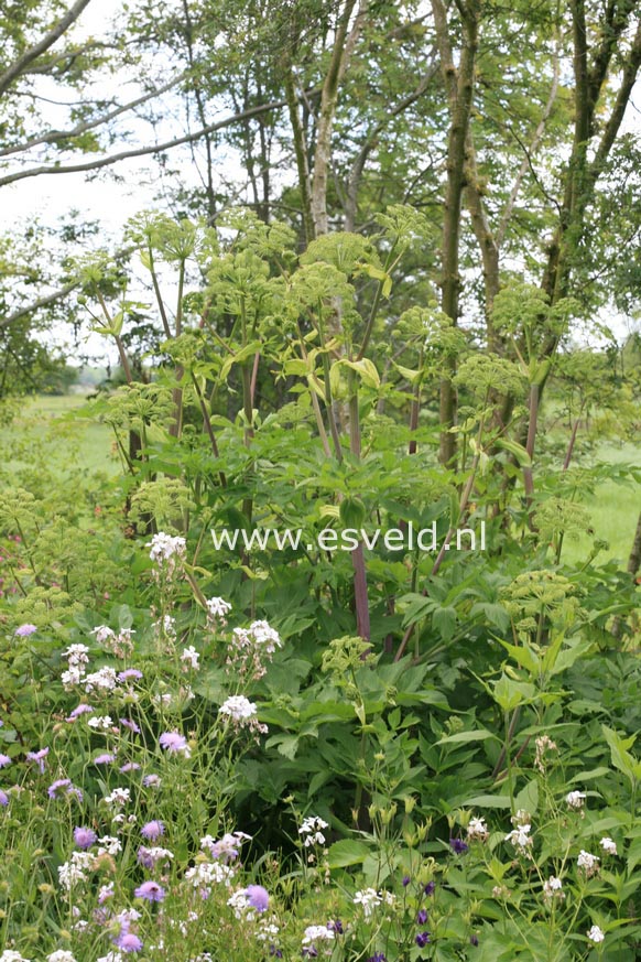 Angelica archangelica