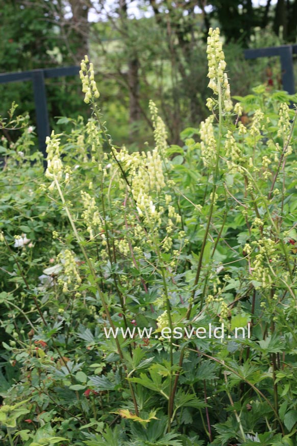 Aconitum septentrionale 'Ivorine'