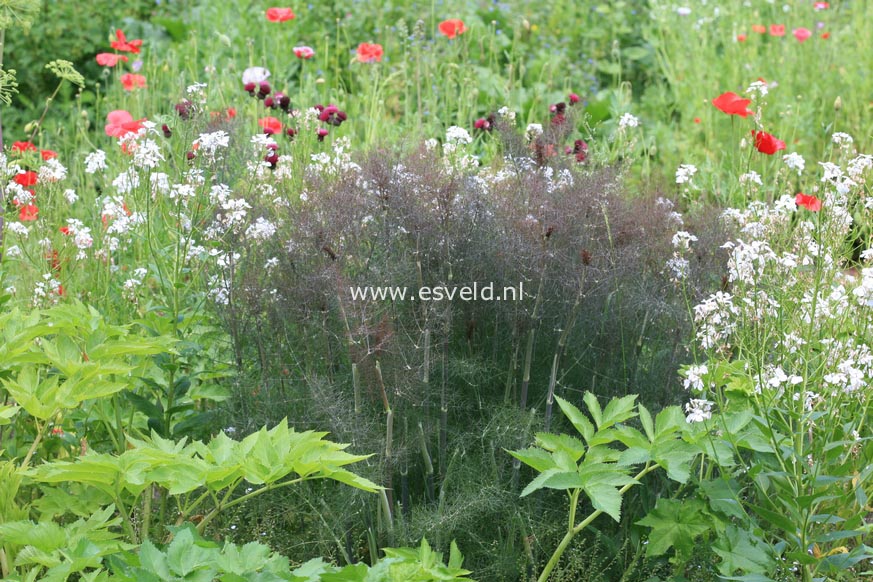 Foeniculum vulgare 'Purpureum'