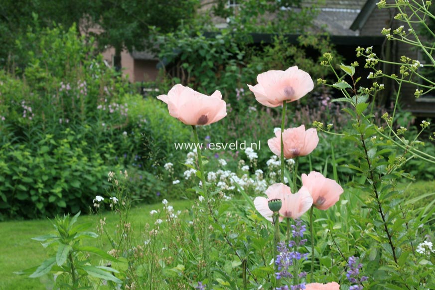 Papaver orientale 'Helen Elizabeth'