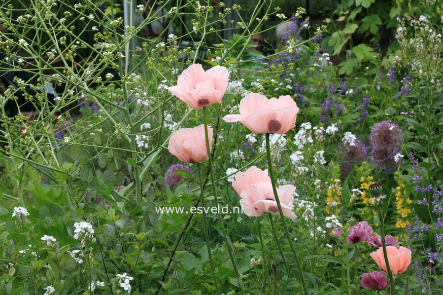 Papaver orientale 'Helen Elizabeth'