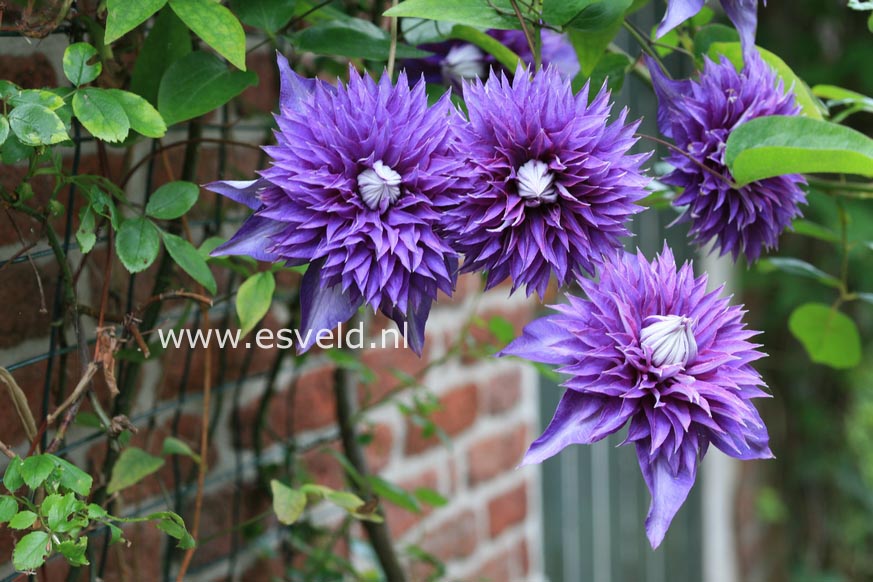 Clematis 'Multi Blue'