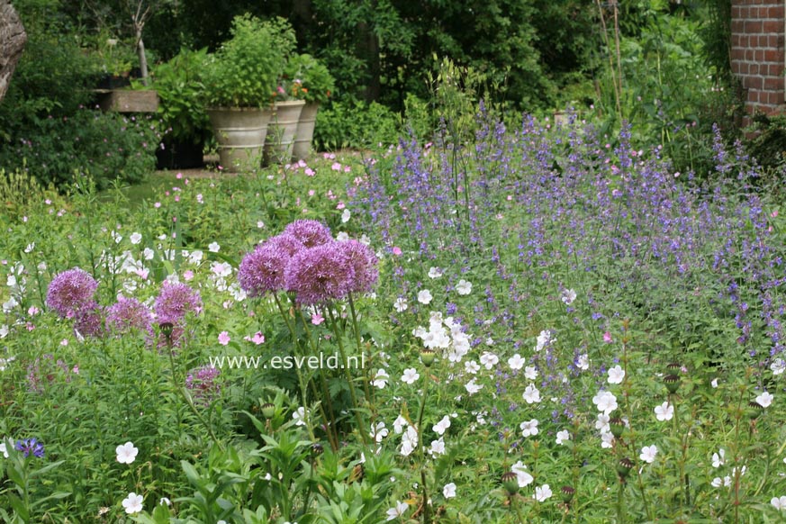 Nepeta 'Six Hills Giant'