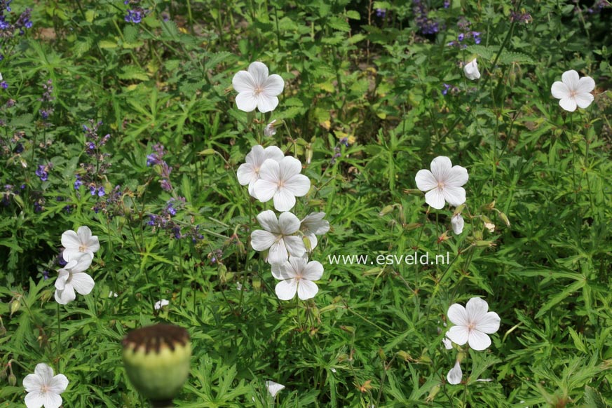 Geranium clarkei 'Kashmir White'