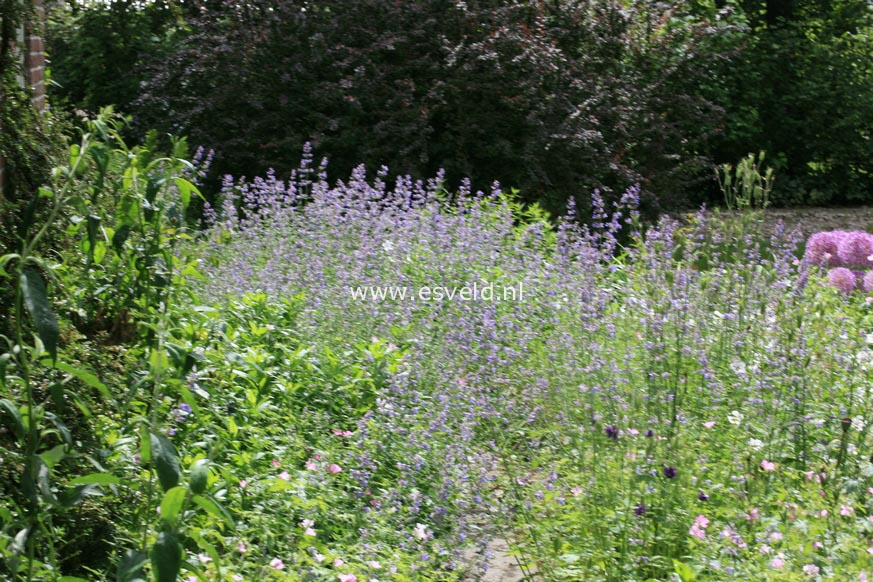 Nepeta 'Six Hills Giant'