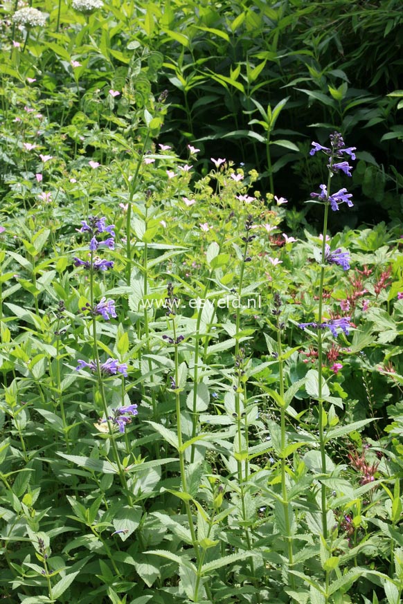 Nepeta subsessilis