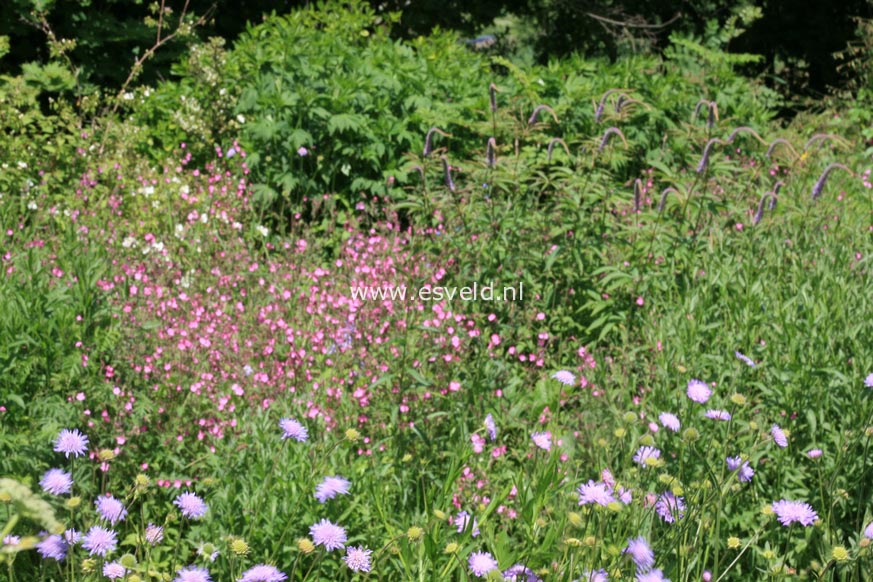 Knautia arvensis