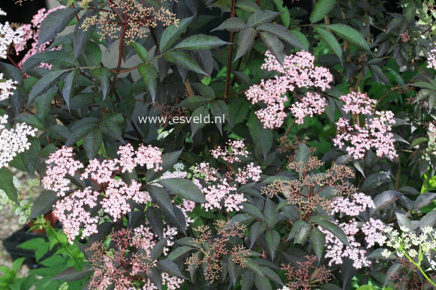 Sambucus nigra 'Gerda' (BLACK BEAUTY)