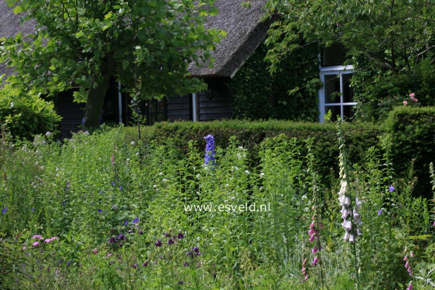 Digitalis purpurea