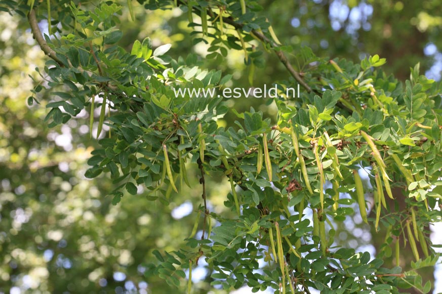 Caragana arborescens