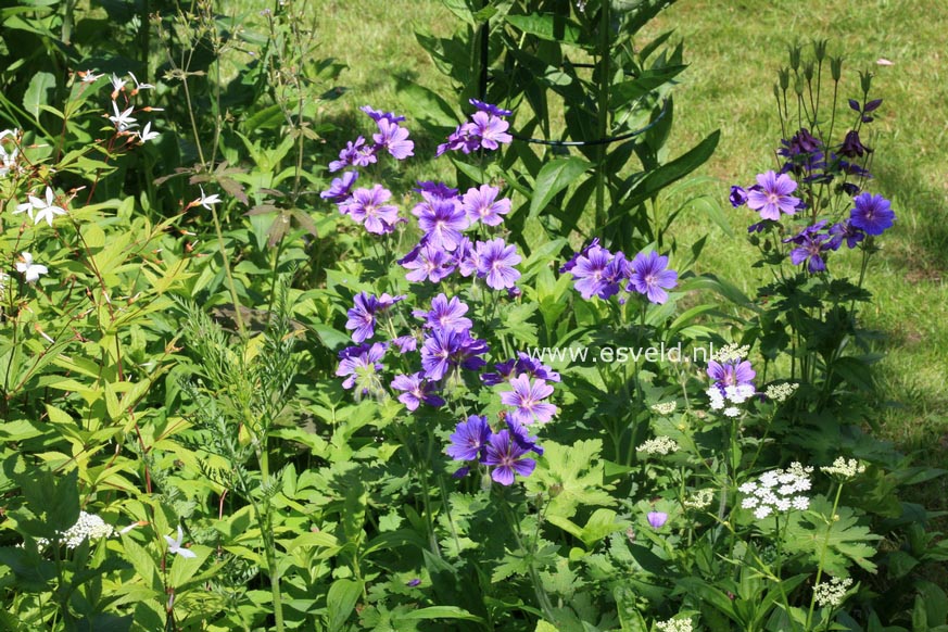 Geranium magnificum