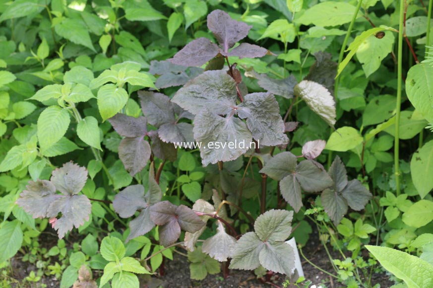 Cryptotaenia japonica 'Atropurpurea'