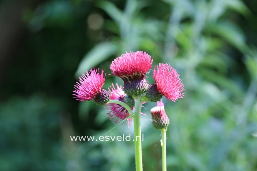 Cirsium rivulare 'Atropurpureum'