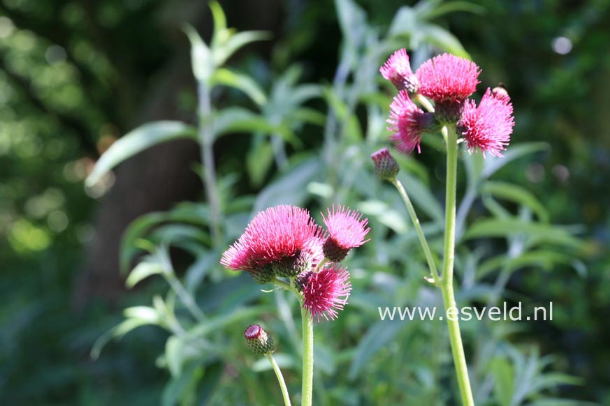 Cirsium rivulare 'Atropurpureum'