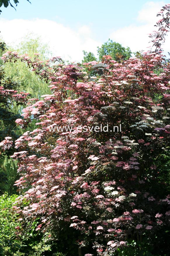 Sambucus nigra 'Thundercloud' (RED HOLY)