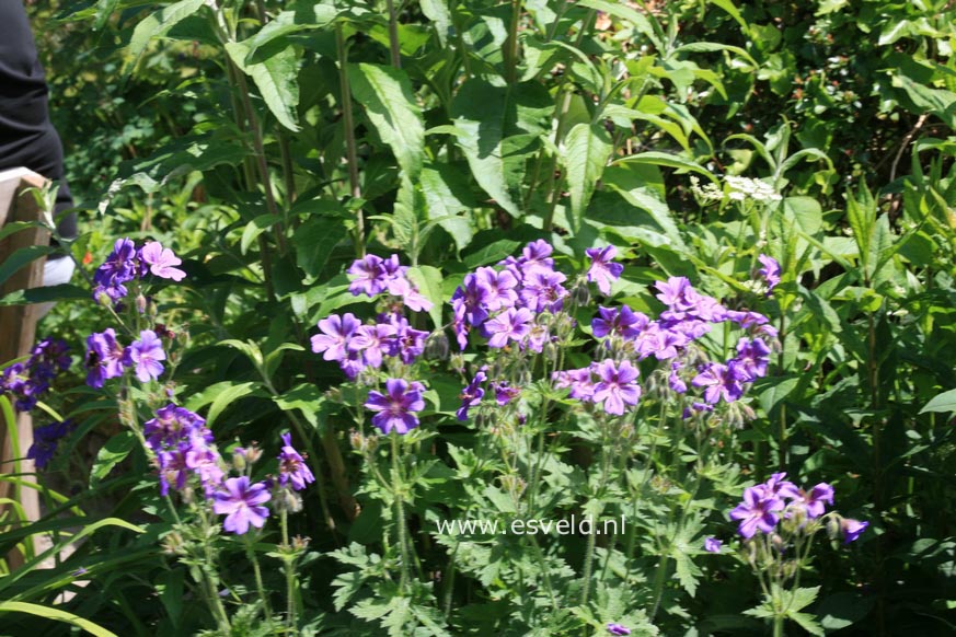 Geranium magnificum