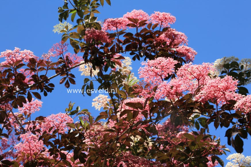 Sambucus nigra 'Thundercloud' (RED HOLY)