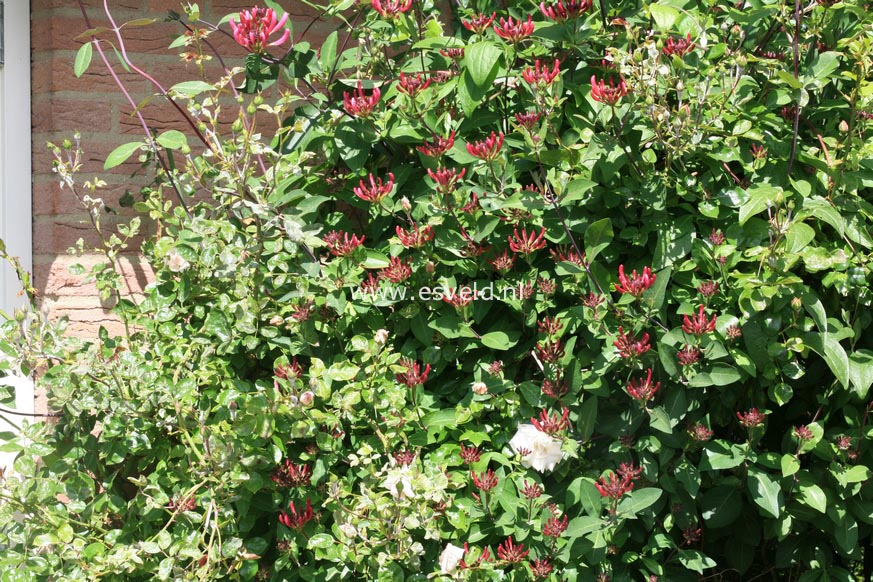 Lonicera periclymenum 'Serotina'