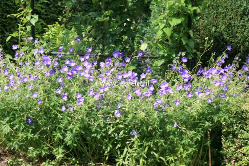 Geranium magnificum