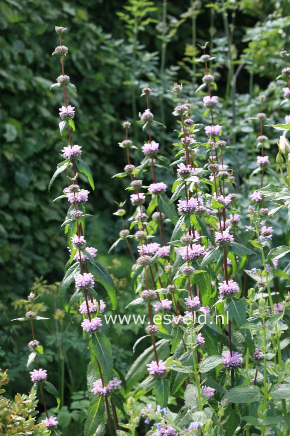 Phlomis tuberosa