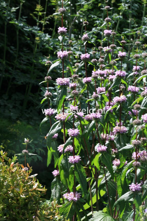 Phlomis tuberosa