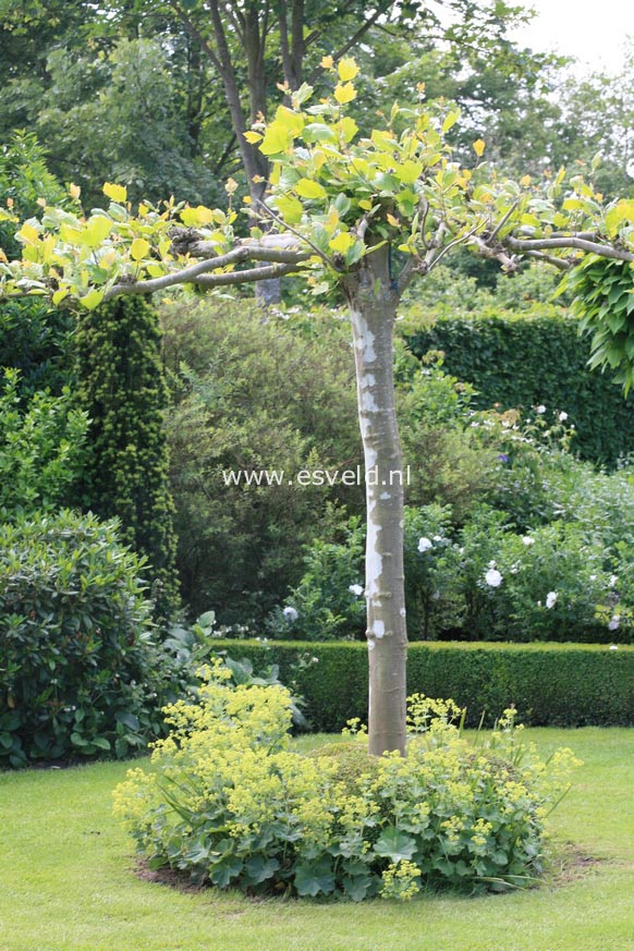 Platanus hispanica