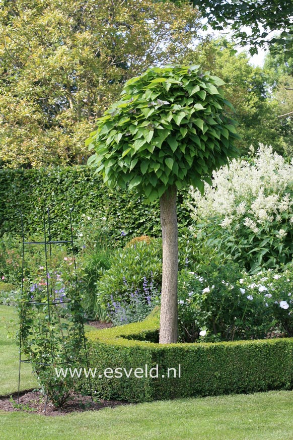 Catalpa bignonioides 'Nana'