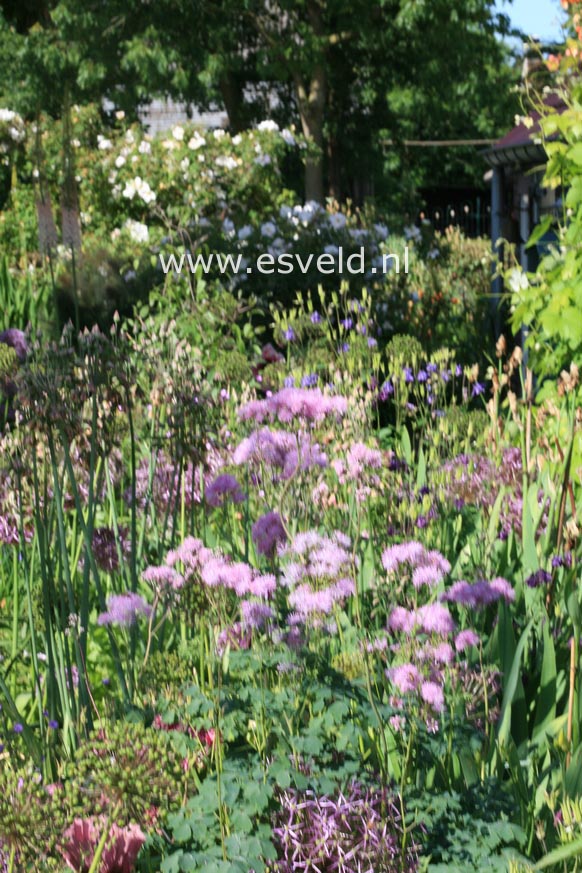 Thalictrum aquilegifolium