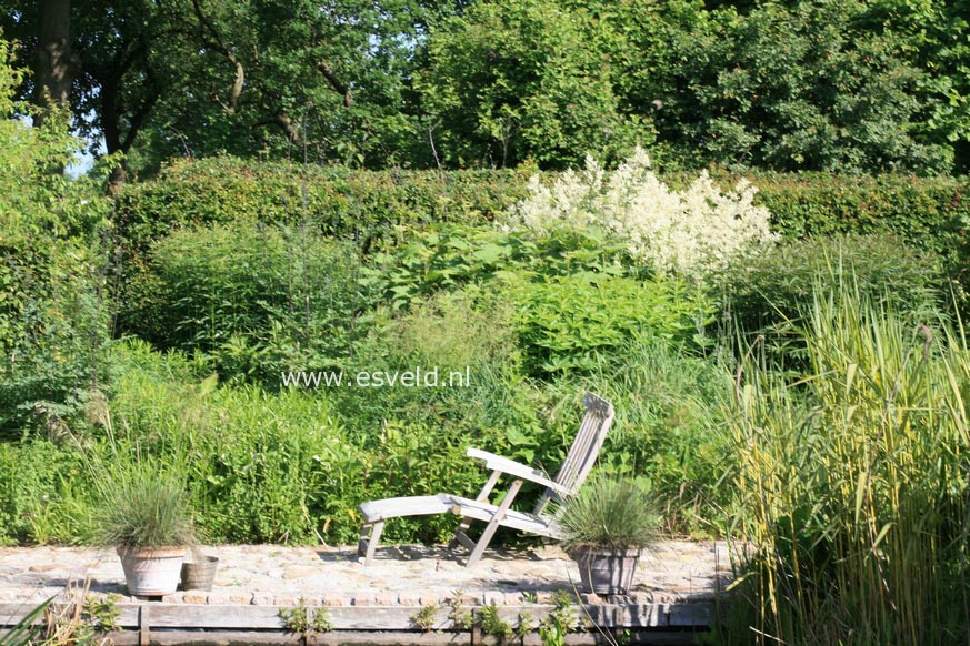 Persicaria polymorpha