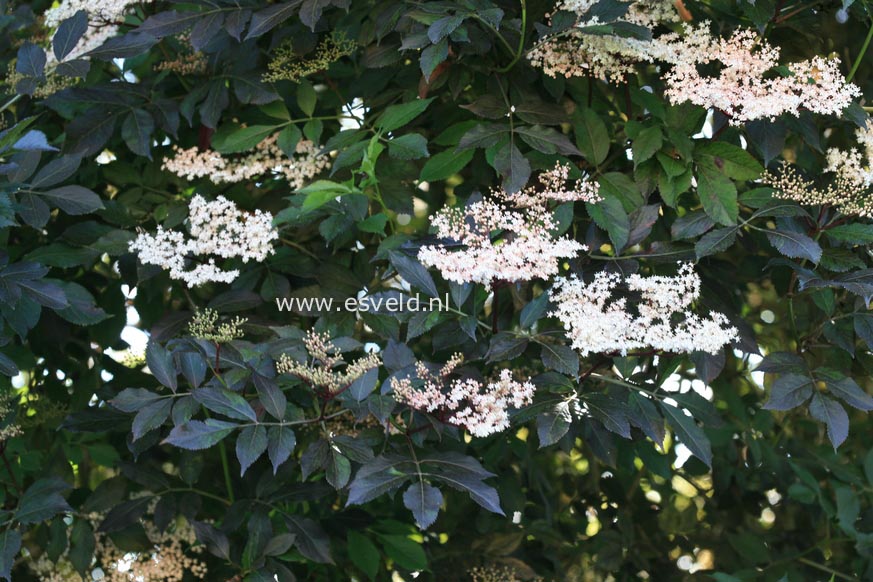 Sambucus nigra 'Guincho Purple'