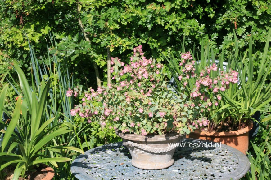 Origanum rotundifolium 'Kent Beauty'