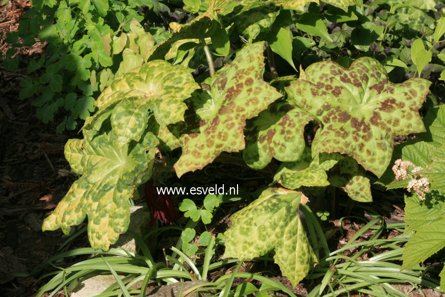 Podophyllum 'Spotty Dotty'