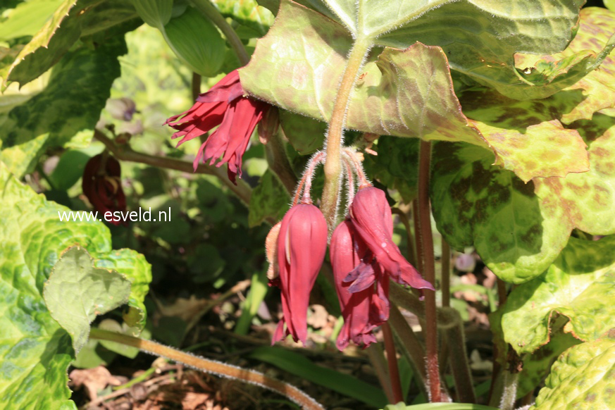 Podophyllum 'Spotty Dotty'