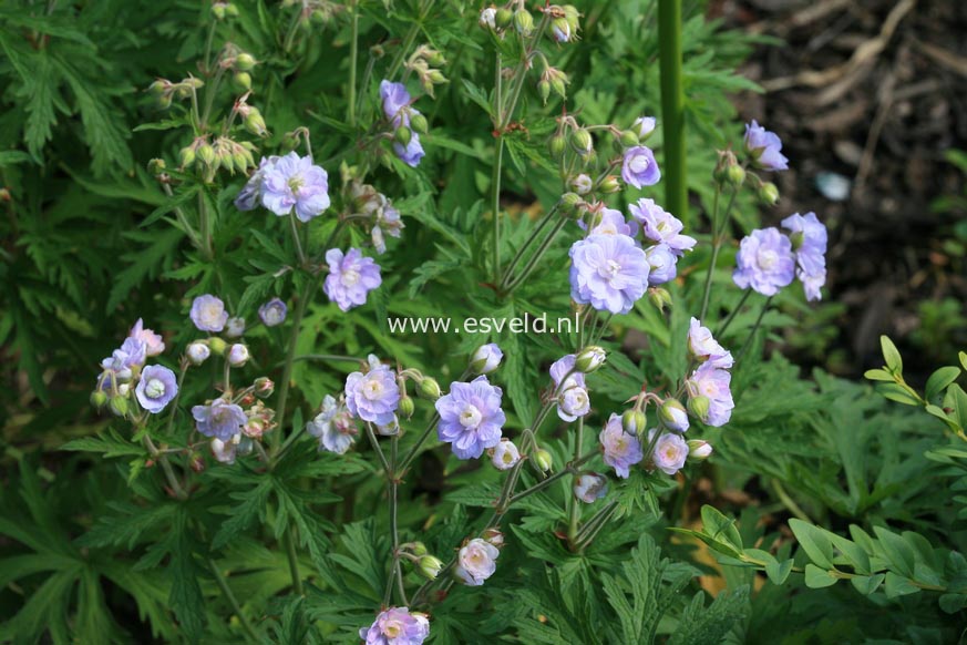 Geranium pratense 'Summer Skies'