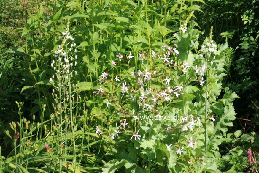 Gillenia trifoliata