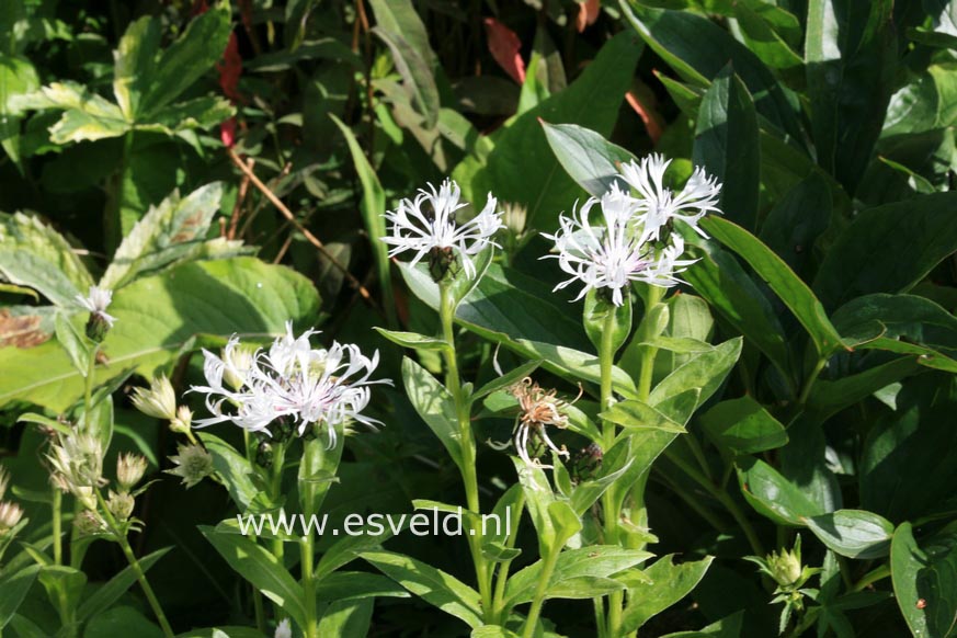 Centaurea montana 'Alba'