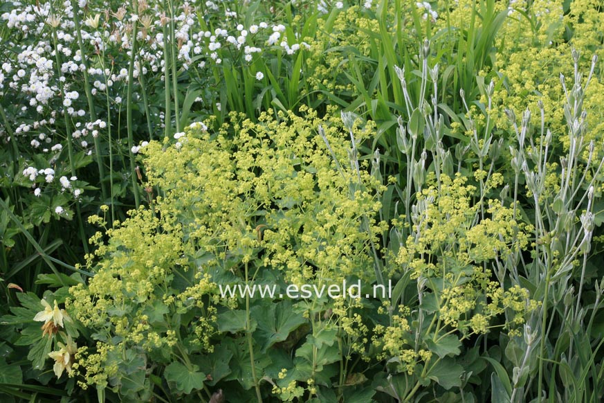 Alchemilla mollis