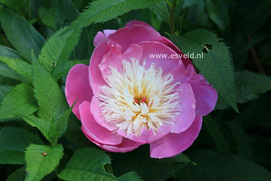 Paeonia 'Bowl of Beauty'