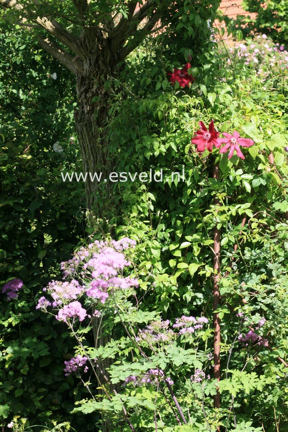 Thalictrum aquilegifolium