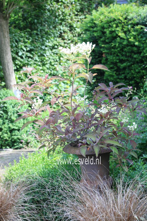 Hydrangea heteromalla 'Snowcap'