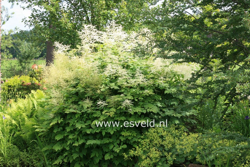 Aruncus dioicus