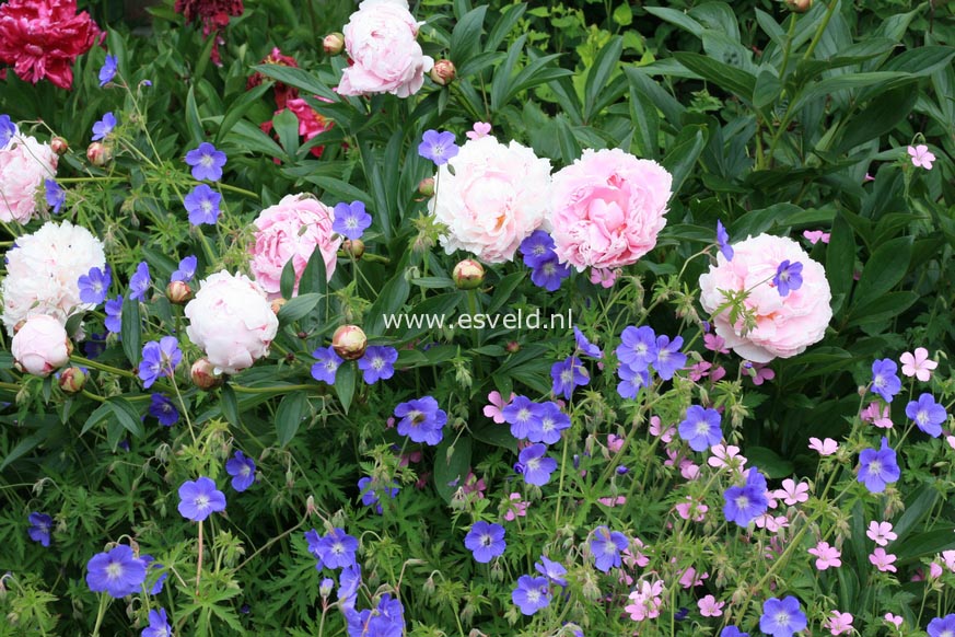 Paeonia 'Sarah Bernhardt'