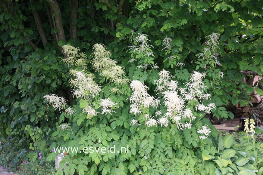 Aruncus dioicus