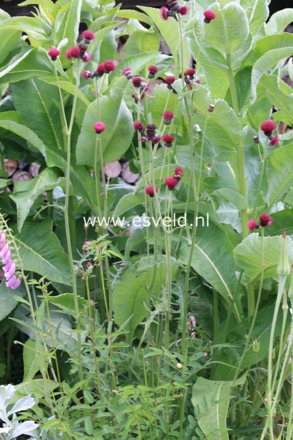 Cirsium rivulare 'Atropurpureum'