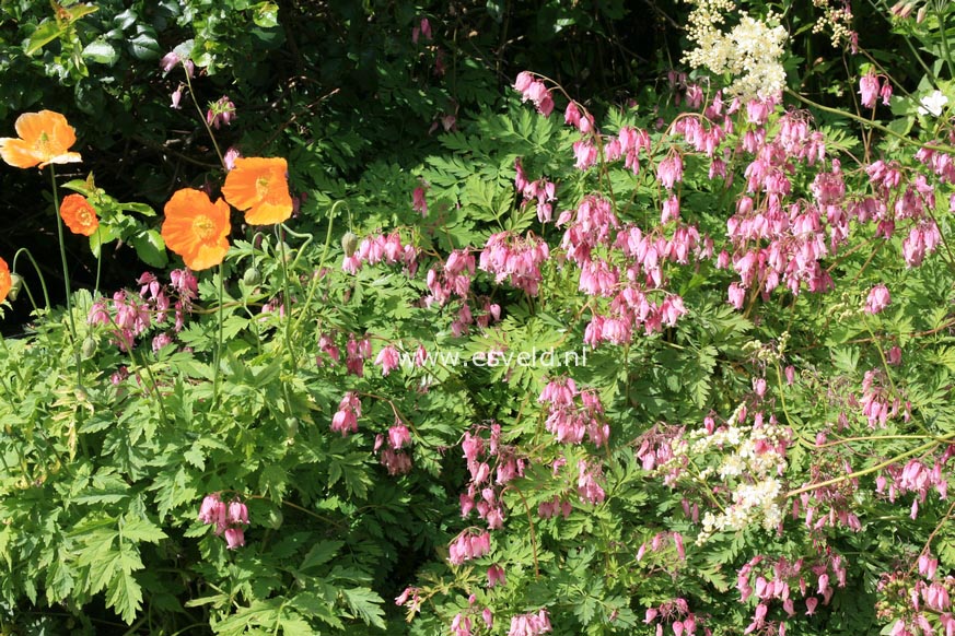 Dicentra formosa 'Luxuriant'